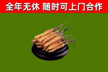 郧阳回收冬虫夏草